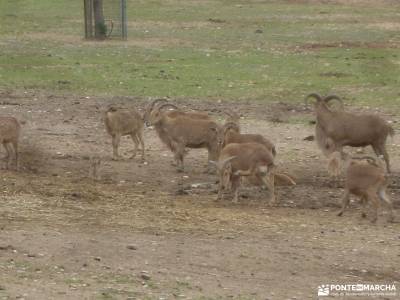 Ruta senderismo 40000 pasos; parque mariola la peñota desembocadura del tajo embalse de cijara sierr